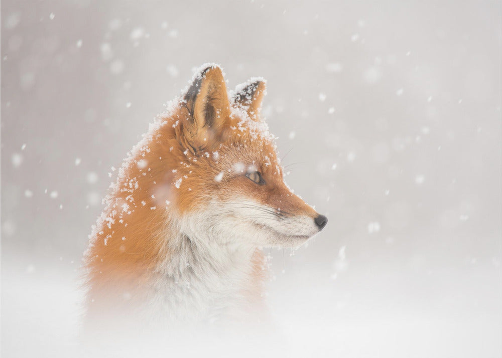 Snow is falling… | Wallpaper
