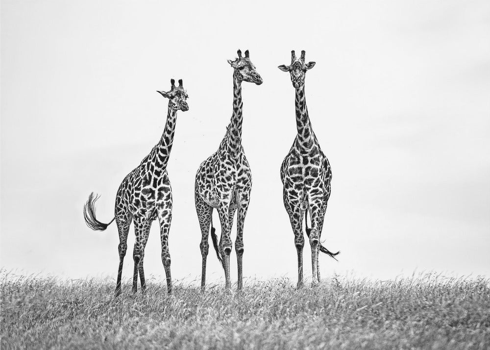 Giraffes in the Mara plains | Wallpaper