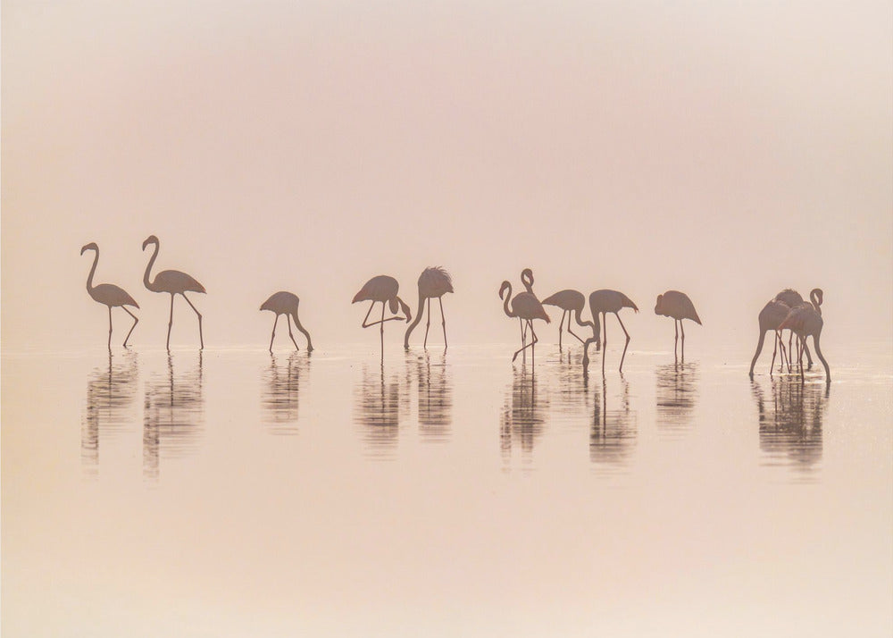 Flamingos in the mist | Canvas