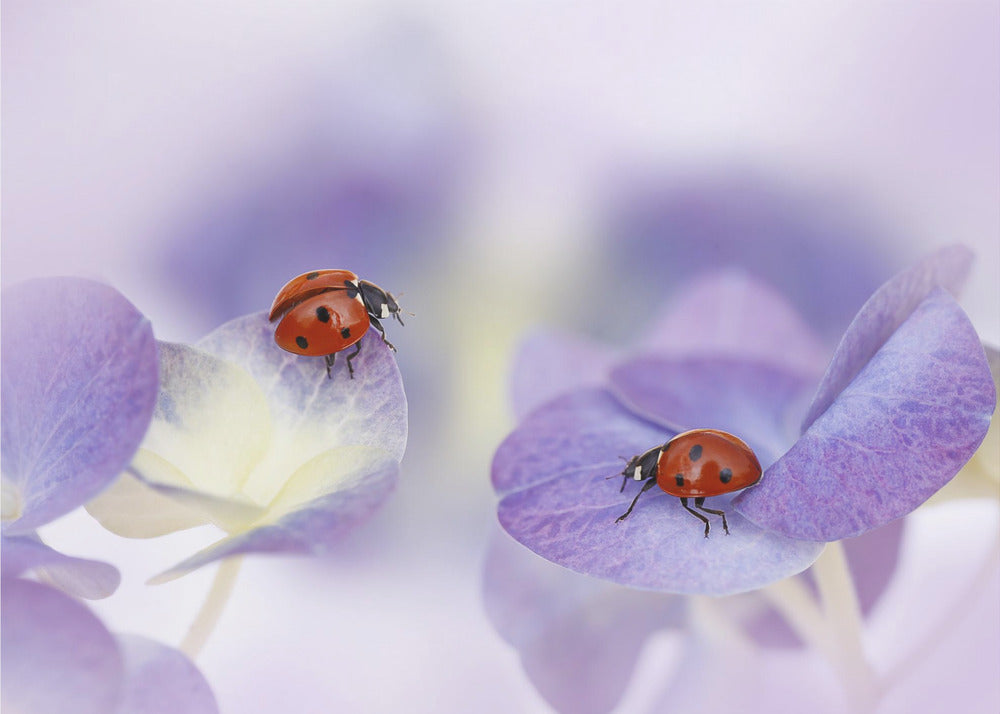 Red and purple | Wallpaper