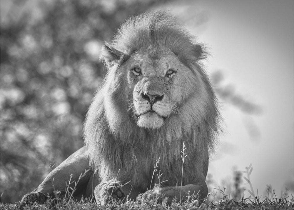 Monochromatic lion king | Wallpaper