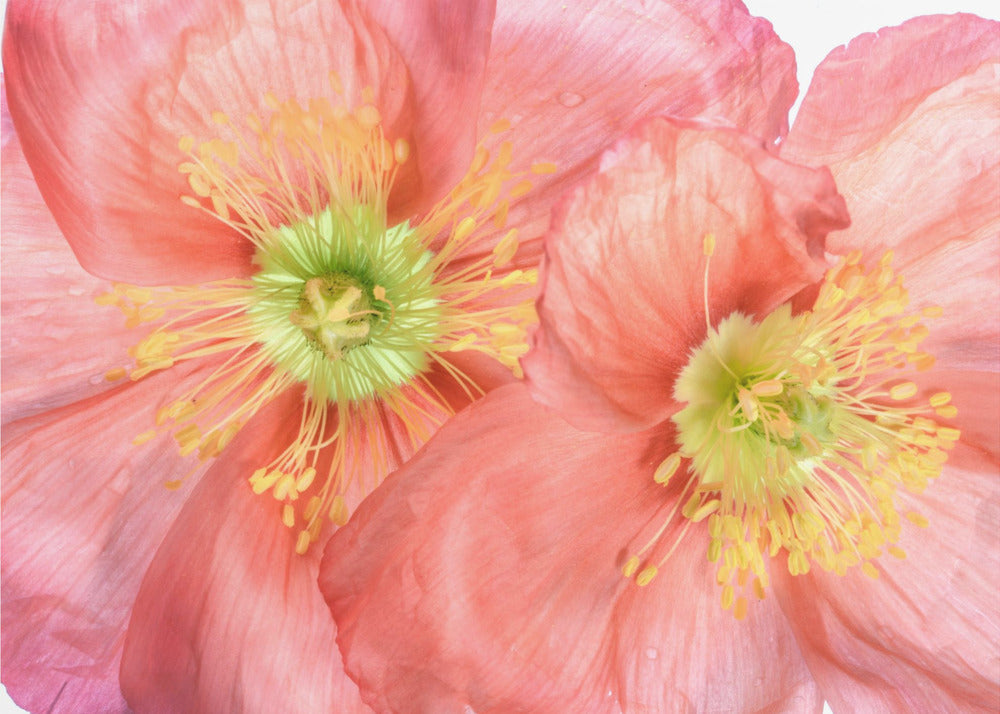 Papaver | Canvas