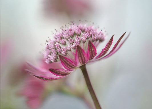 Astrantia | Canvas