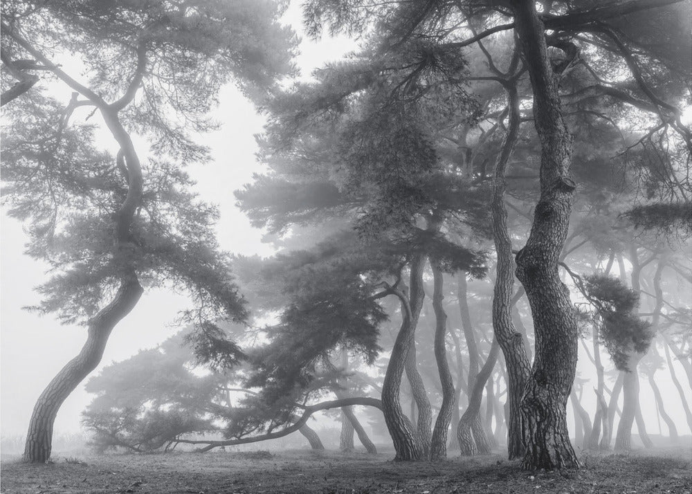 Endure for a hundred years | Wallpaper