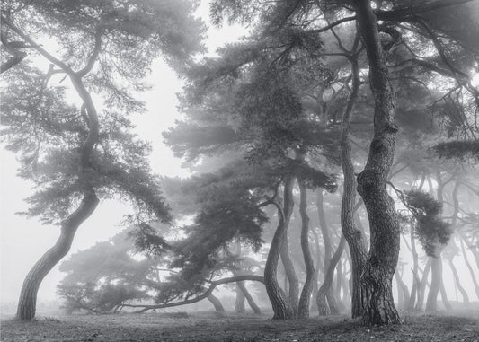 Endure for a hundred years | Wallpaper