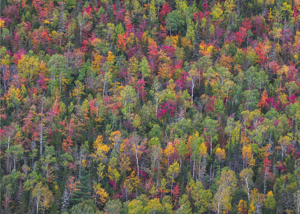 Color palette | Wallpaper