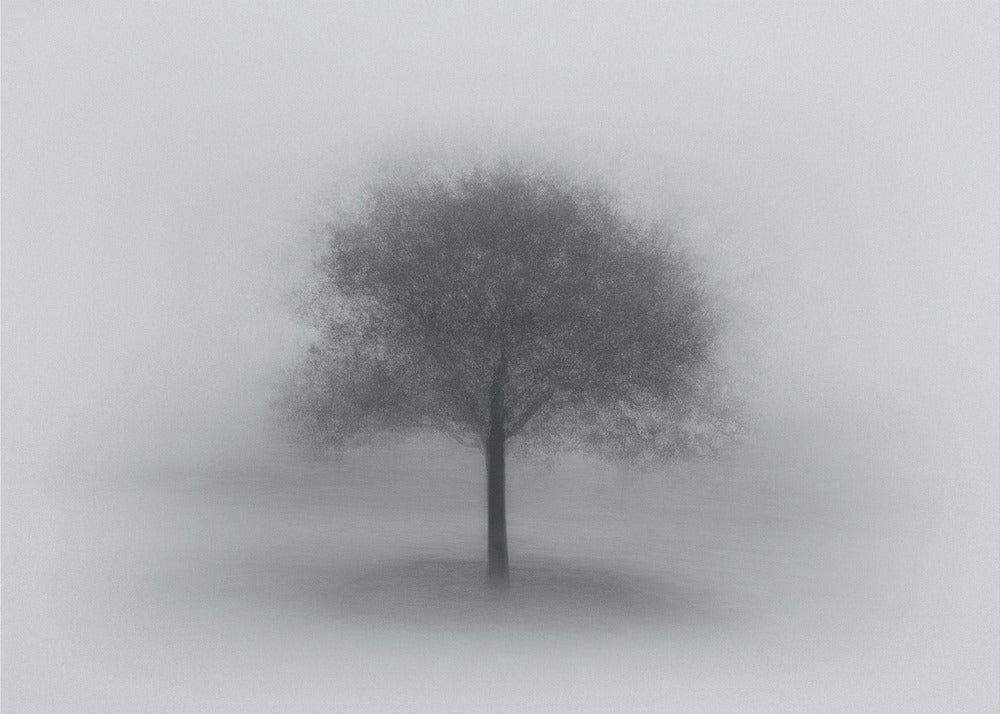 Tree in Fog | Wallpaper