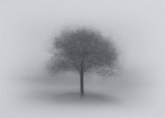 Tree in Fog | Wallpaper