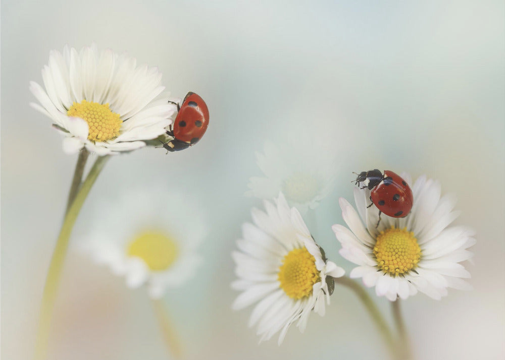 Springtime.... | Poster