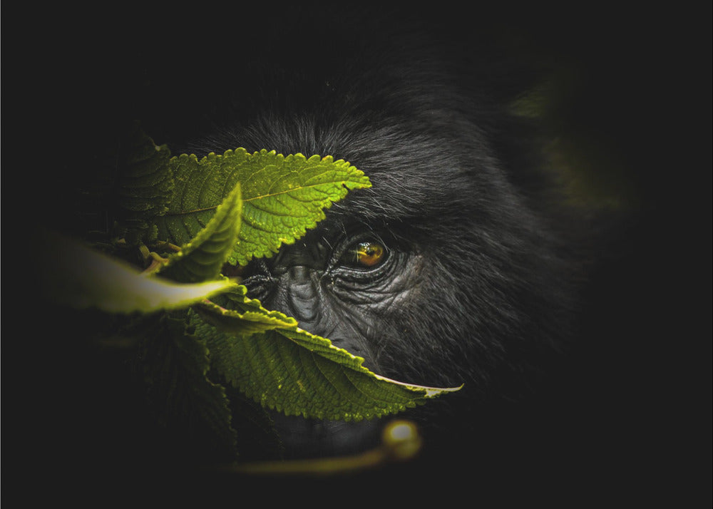 Keeping secrets | Canvas