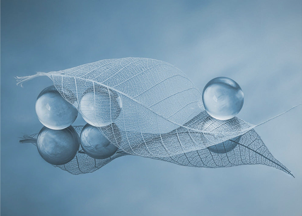 Dry leaf and Bubbles | Canvas