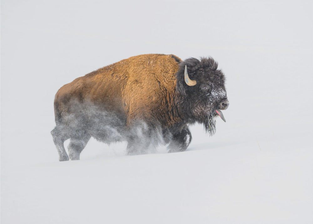 Bison in the Snow | Poster