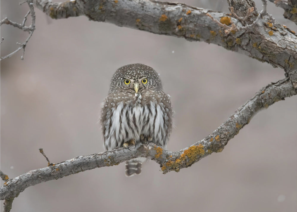 Little guy in the snow | Wallpaper