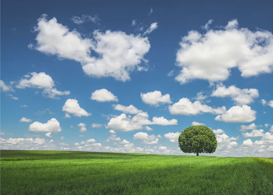 Lonely Tree | Poster