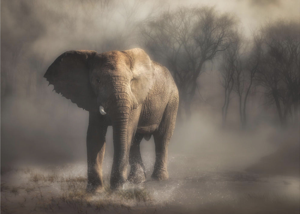 “....elephant drinking water...’ | Wallpaper