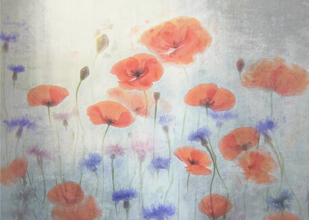 Poppy | Canvas