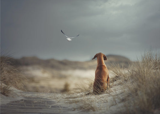 FREEDOM (II) | Wallpaper