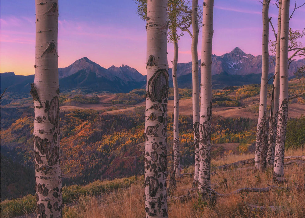 Aspen Frames | Poster