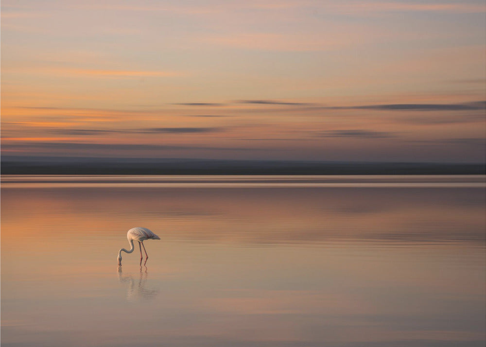 S.T. 004 | Wallpaper