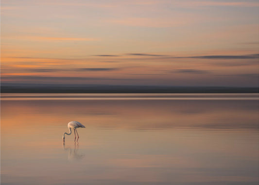 S.T. 004 | Wallpaper