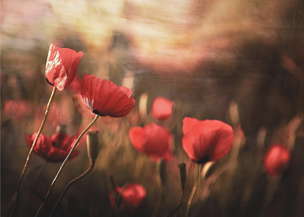 morning air | Canvas