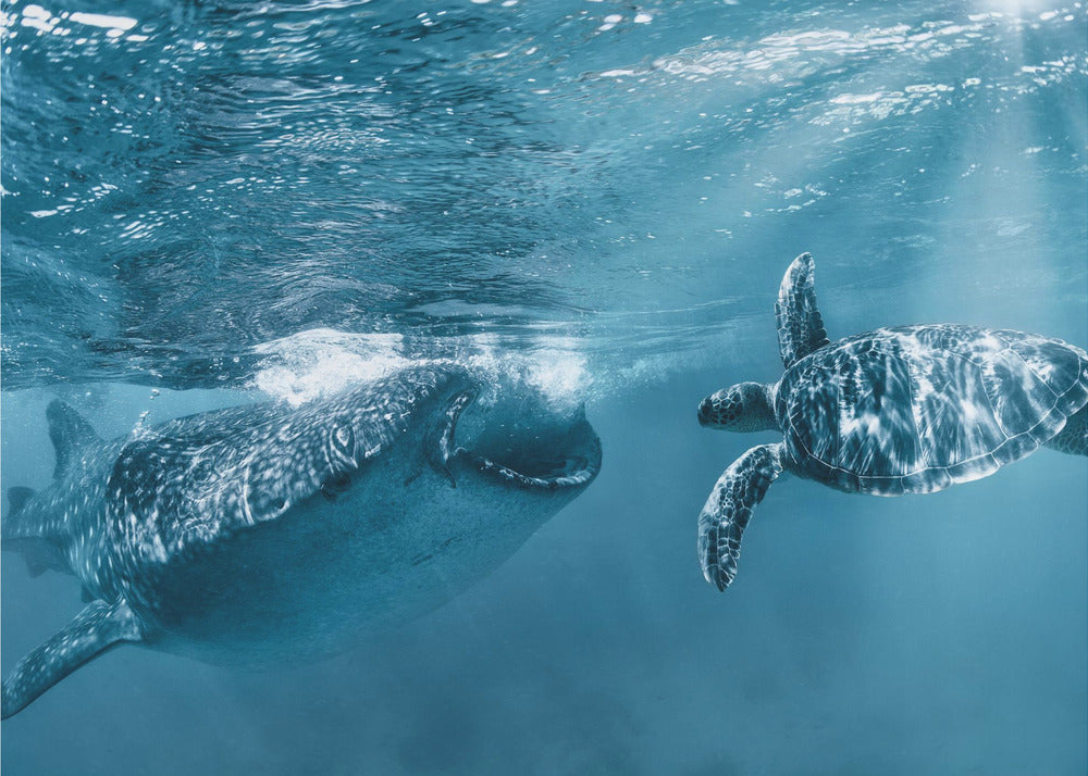 Once at the ocean | Poster