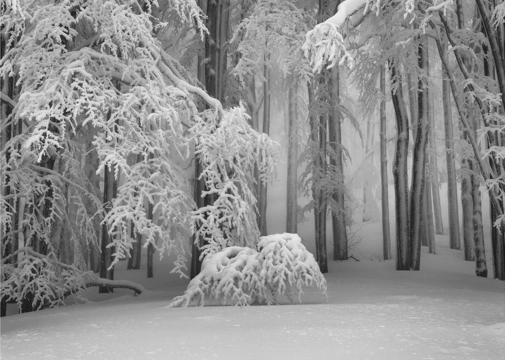 Perfect Winter | Wallpaper