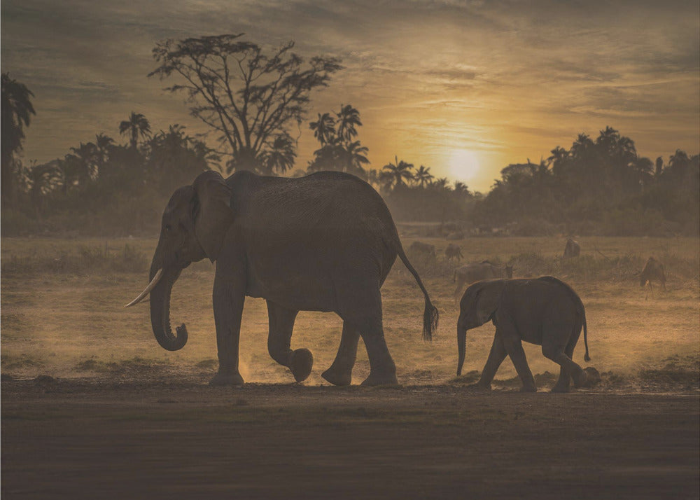 Follow me | Wallpaper