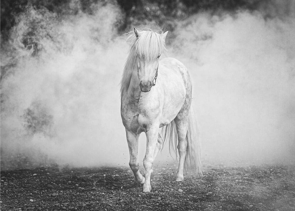 Icelandic pony | Wallpaper