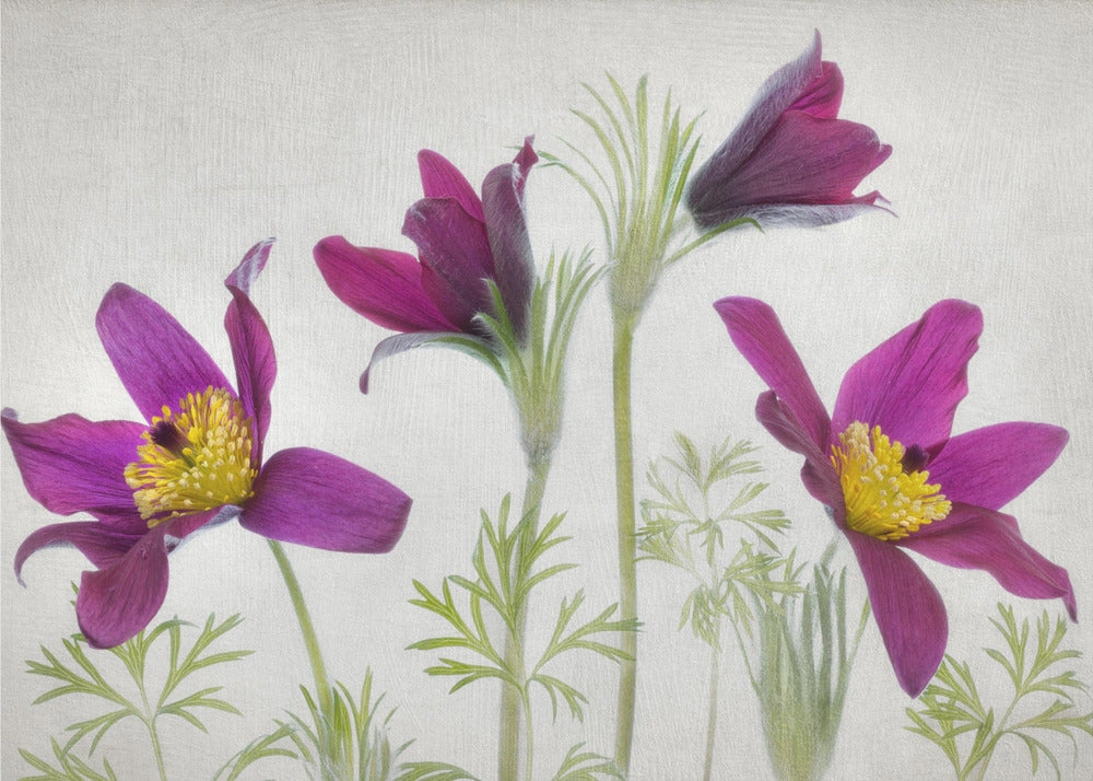 Pulsatilla | Canvas
