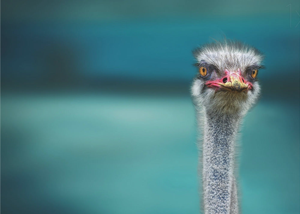 Ostrich Protecting two Poor Chicken from the Wind | Canvas