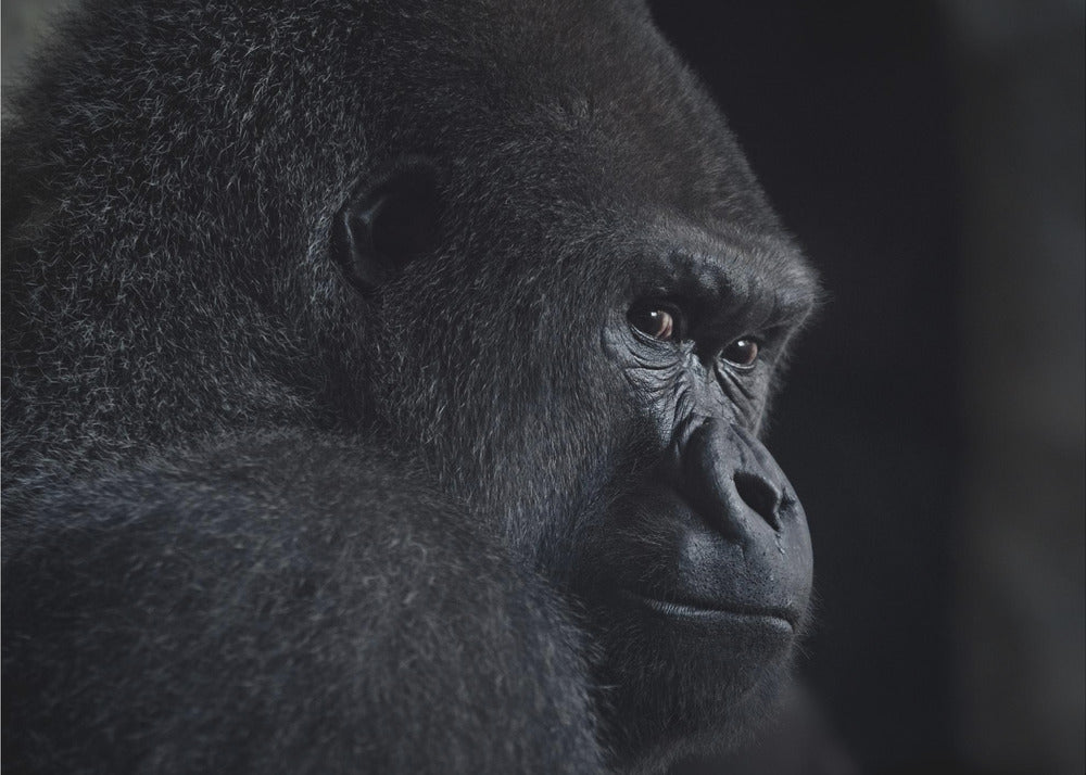 gorilla gaze | Wallpaper