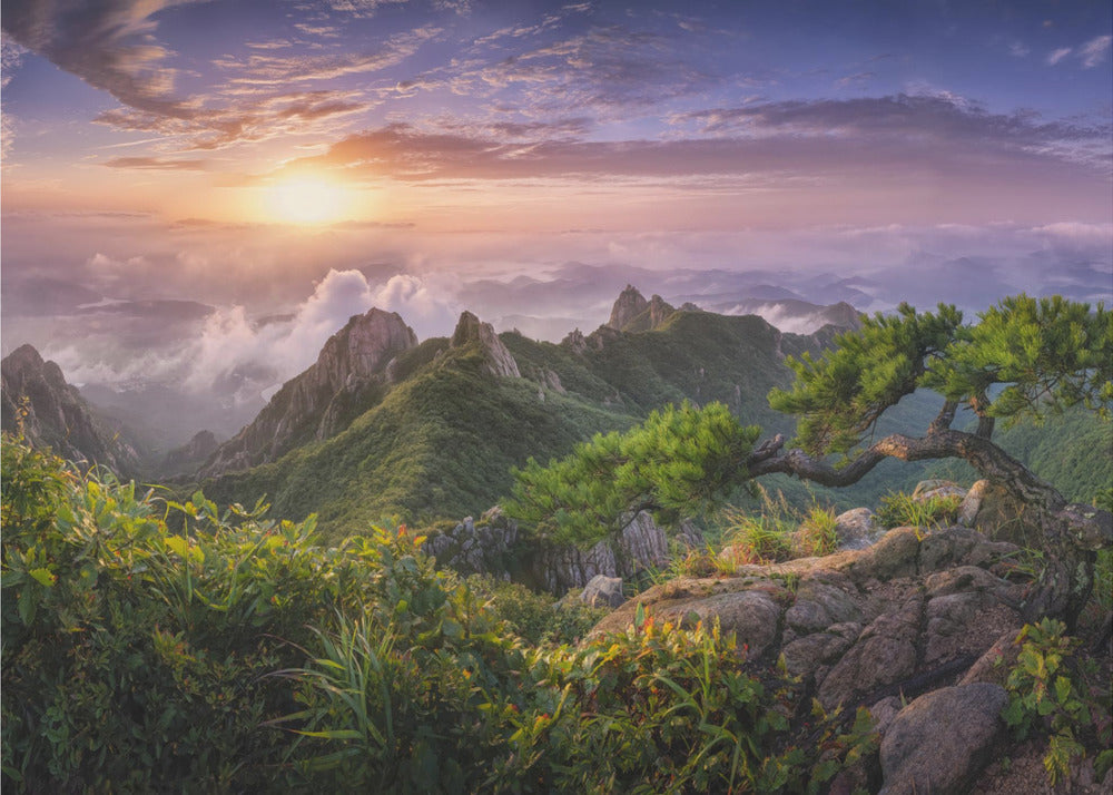 Pine tree on the rock | Poster