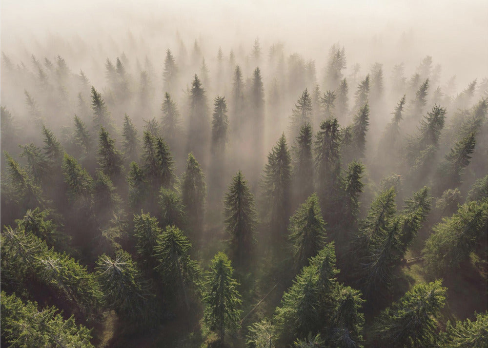 The Army of Firs | Wallpaper