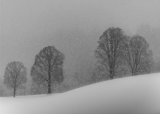 snow white | Wallpaper