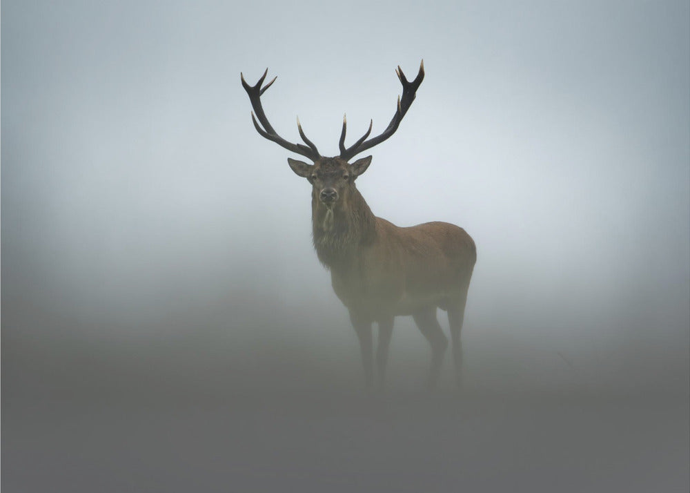 Ephemerality | Wallpaper