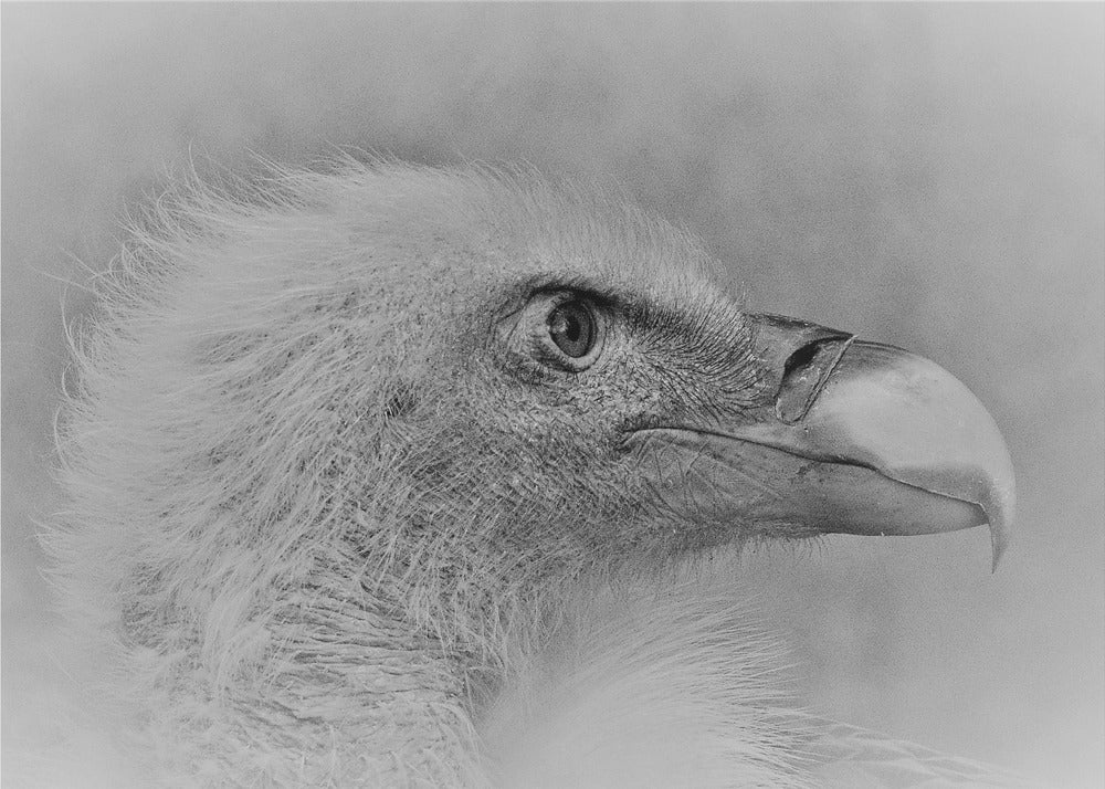 Bald eagle | Wallpaper