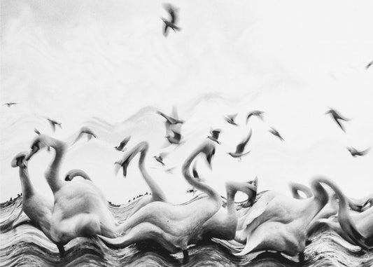 Swans waves | Wallpaper