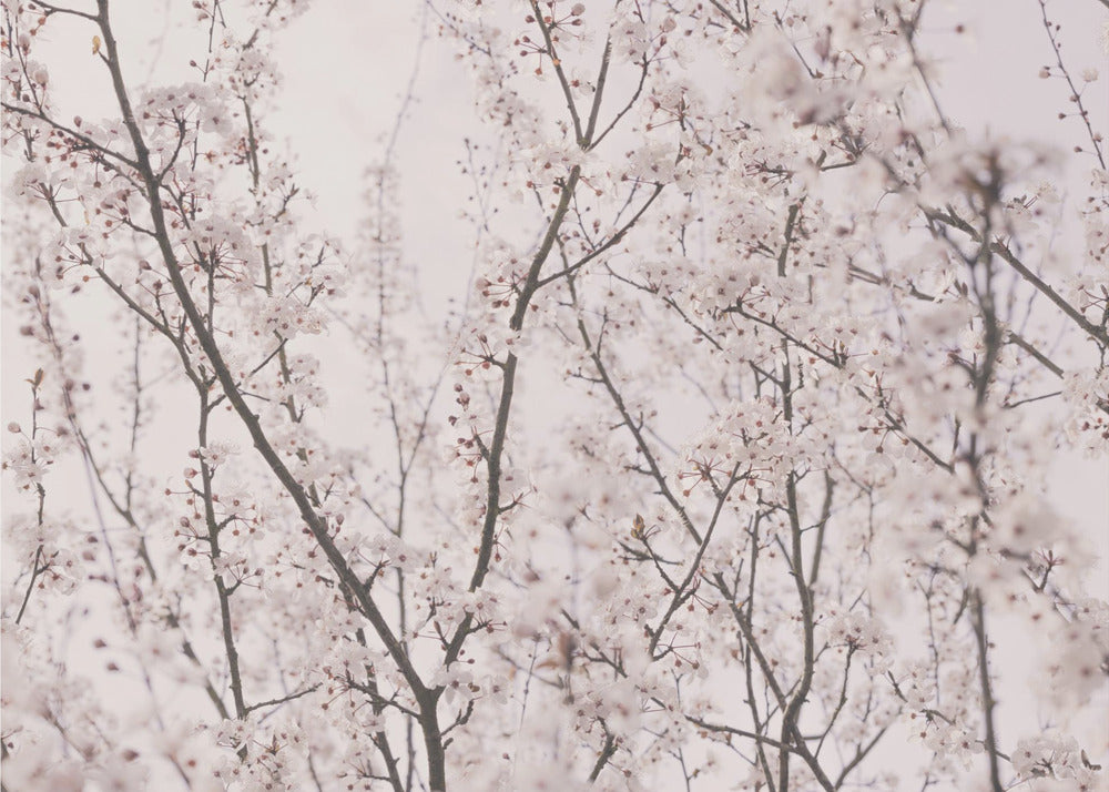 Spring blossoms | Poster