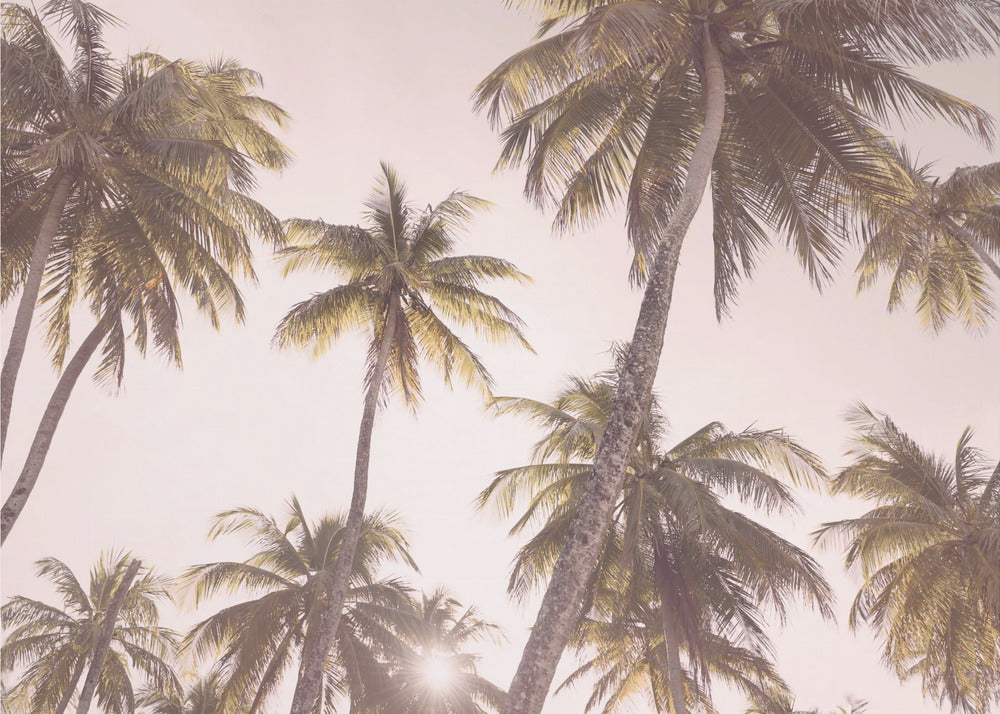 Blush Palm Trees | Poster