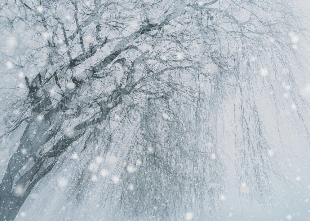 Winter tree | Wallpaper