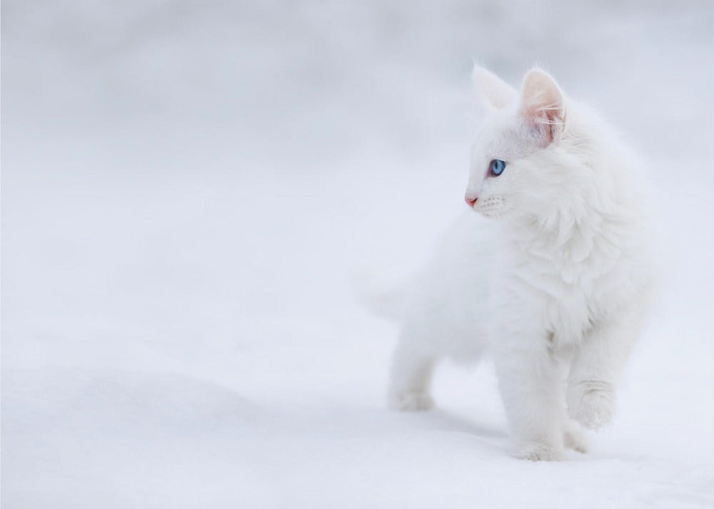 White as Snow | Wallpaper