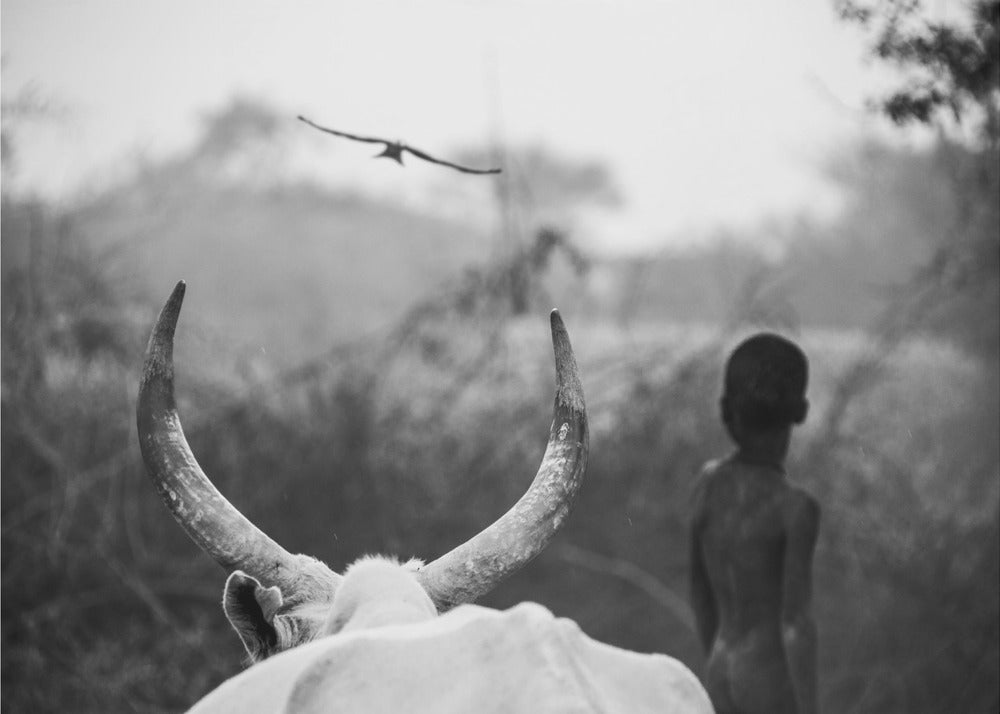 Boy and Cow | Wallpaper