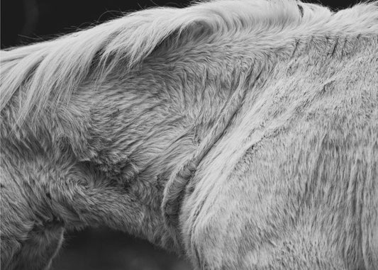 Horse II | Wallpaper