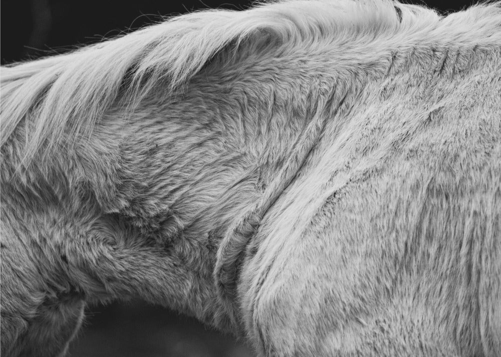 Horse II | Wallpaper