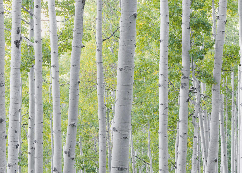Birch Forest | Wallpaper