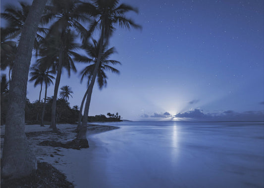 Tropical Moonrise | Wallpaper