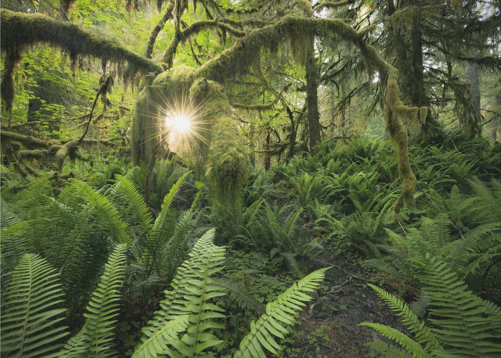 Elks Gateway | Wallpaper