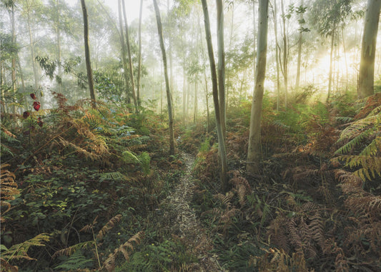 Foggy Woods II | Wallpaper