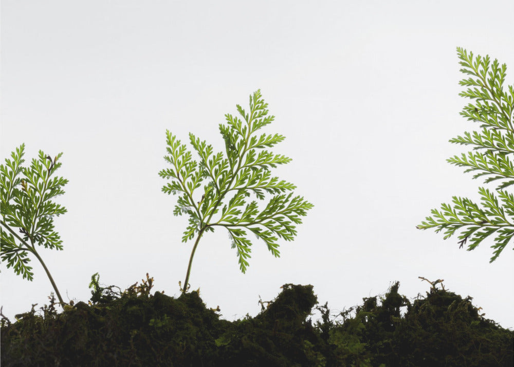 Fern Detail | Canvas